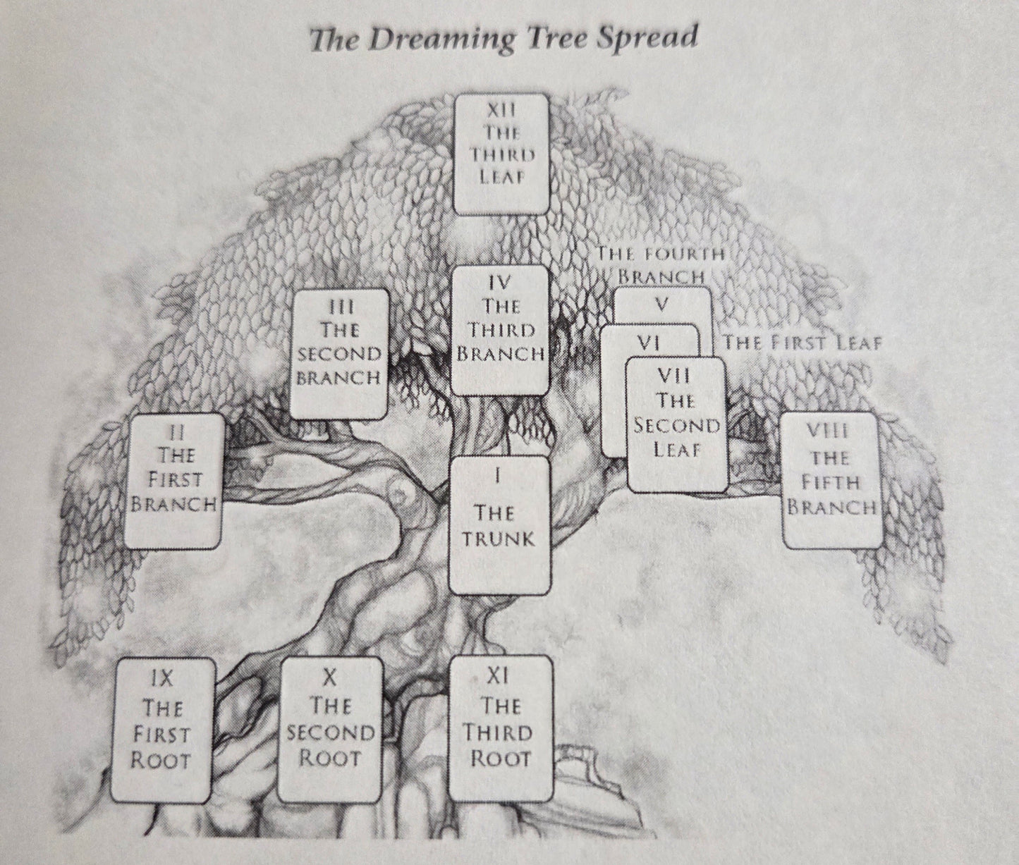 The Dreaming Tree Reading 45 minute session
